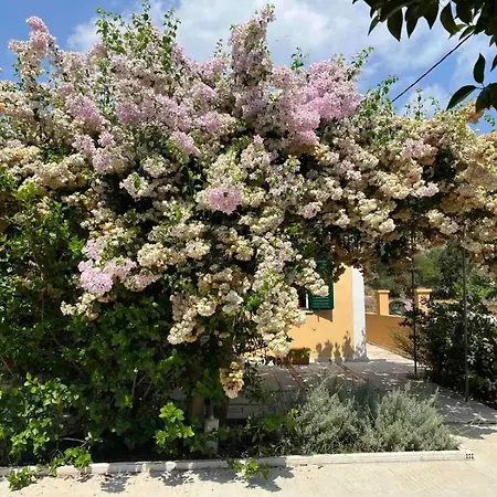 Helen's Bougainvillea